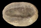 Fossil Neuropteris Seed Fern Leaf (Pos/Neg) - Mazon Creek #87706-1